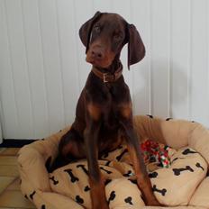 Dobermann Royal Danish A. Aligance