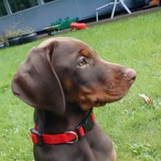 Dobermann Royal Danish A. Aligance