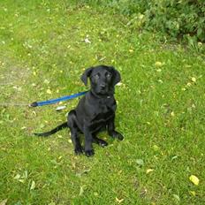 Labrador retriever Gismo