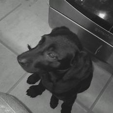 Labrador retriever Gismo