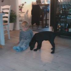 Labrador retriever Gismo