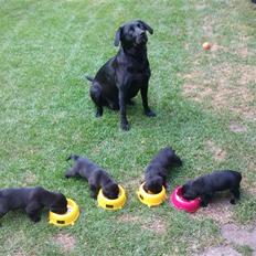 Labrador retriever (Formel 1) Berta