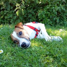 Jack russell terrier Karlsbjerggårdens Spaky