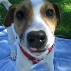 Jack russell terrier Karlsbjerggårdens Spaky