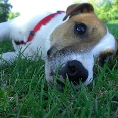 Jack russell terrier Karlsbjerggårdens Spaky