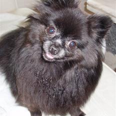 Pomeranian Nala (RIP)