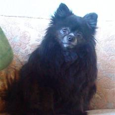 Pomeranian Nala (RIP)