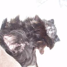 Pomeranian Nala (RIP)