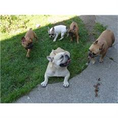 Fransk bulldog Van Disel