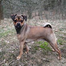 Blanding af racer (Mops/Dv. pinscher) -Sika