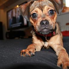 Blanding af racer (Mops/Dv. pinscher) -Sika
