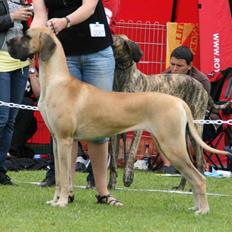 Grand danois Selmalda Too Funky *NOVA*