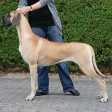 Grand danois Selmalda Too Funky *NOVA*