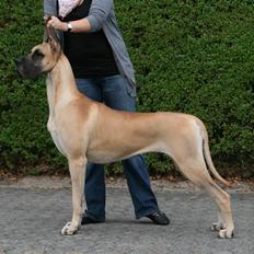 Grand danois Selmalda Too Funky *NOVA*