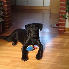 Blanding af racer Blacky