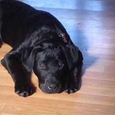 Blanding af racer Blacky