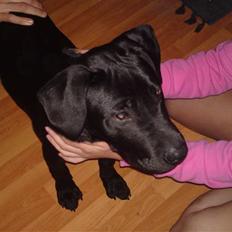 Blanding af racer Blacky