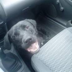 Blanding af racer Laika *R.I.P*