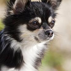 Chihuahua Mocca