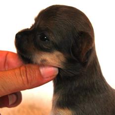 Chihuahua Tikus Le velour bleu