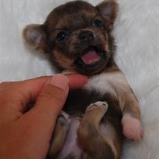 Chihuahua Tikus Le velour bleu