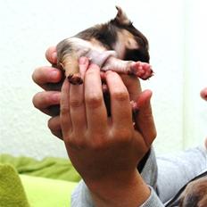 Chihuahua Tikus Le velour bleu