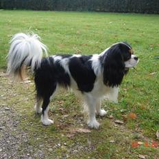 Cavalier king charles spaniel Rossi (himmelhund)