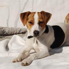 Dansk svensk gaardhund MyBonnie JulietteJulerose