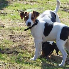 Dansk svensk gaardhund MyBonnie JulietteJulerose