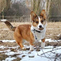 Welsh corgi cardigan Miley