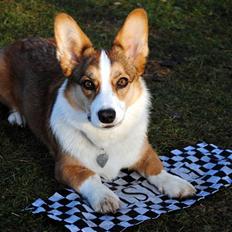 Welsh corgi cardigan Miley