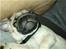Mops Joey - ZzzzZZzzzzZZzZzzzz.. elsker oz at sove 