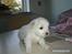 Coton de tulear Anton - anton 4 uger