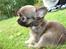 Chihuahua Theobal - Sov sødt<3