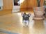 Chihuahua Theobal - Sov sødt<3