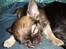 Chihuahua Theobal - Sov sødt<3