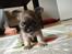 Chihuahua Theobal - Sov sødt<3