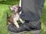 Chihuahua Theobal - Sov sødt<3