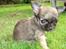 Chihuahua Theobal - Sov sødt<3