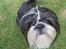 Shih tzu Cherry