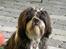 Shih tzu Cherry