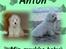 Coton de tulear Anton - Tak for billedet