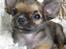 Chihuahua Theobal - Sov sødt<3