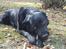 Labrador retriever Newton <3