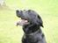 Labrador retriever Newton <3 - Skønt sommer-billede<33
