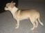 Chihuahua Ravns Cosmo R.I.P