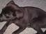Blanding af racer Chien