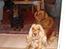 Cocker spaniel donna
