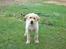 Labrador retriever Balder  - Da Balder var hvalp ;D