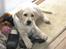 Labrador retriever Balder  - Lille Balder ;D